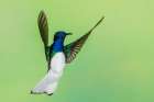 White-necked Jacobin flying, Northern Peru Art Print